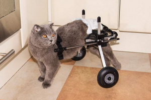 Dodoshka iz moskve i njegovog života bez obzira na sve Dodoshka iz moskve i njegovog života bez obzira na sve